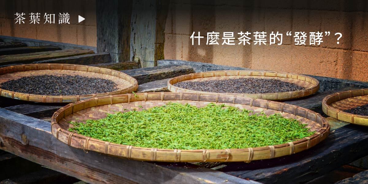 一盒精品ABoxTix_BANNER_茶葉是什麼？_什麼是茶葉的“發酵”？