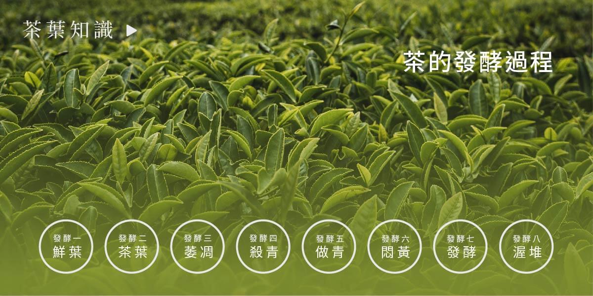 茶的發酵過程 一盒精品ABoxTix_BANNER_茶葉是什麼？