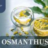 Osmanthus Tea Benefits & Full Introduction - ABoxTik 一盒精品 212