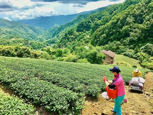 北頂茶園