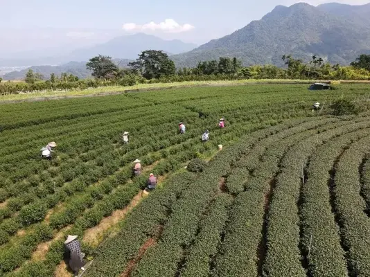 蘇家茶莊