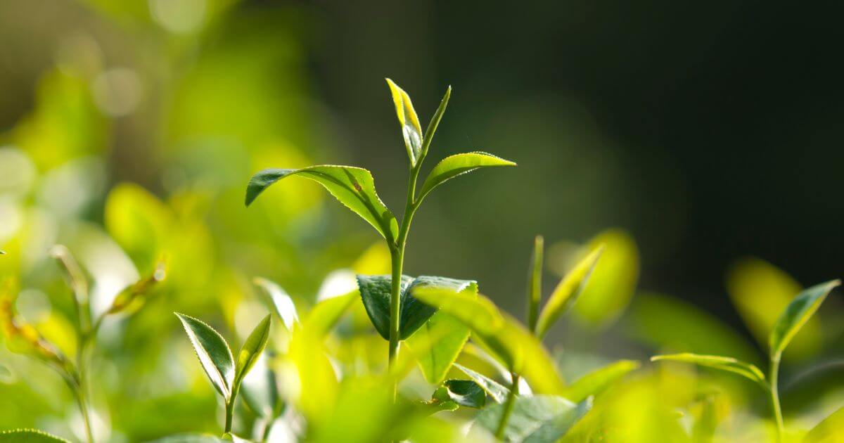 青茶是什么茶? 乌龙茶? 绿茶? 3分钟认识青茶 - ABoxTik 一盒精品 9