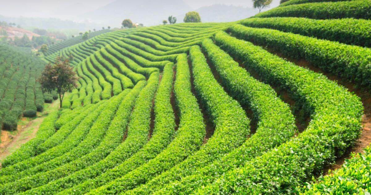 Tea Shops in C.Taiwan 一盒精品 ABoxTik