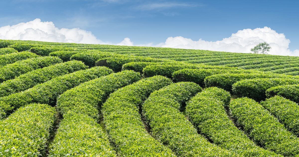 Dayuling 大禹嶺茶 一盒精品