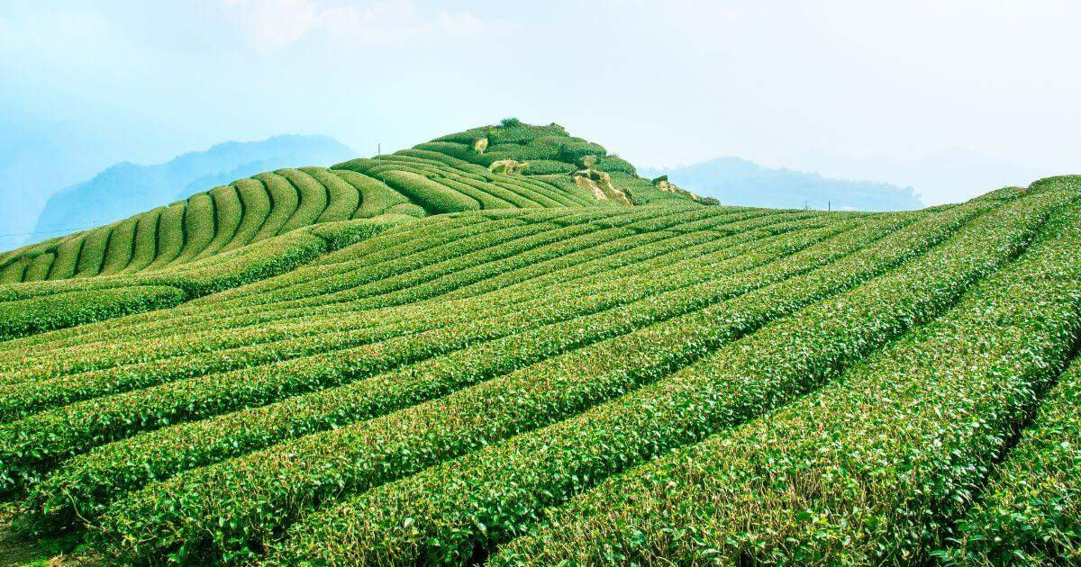天仁茗茶 Tenren Tea ABoxTik