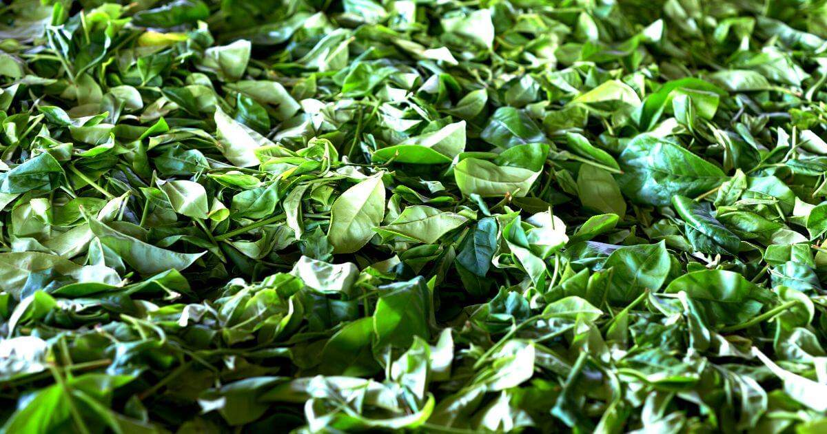 天仁茗茶 Tenren Tea ABoxTik