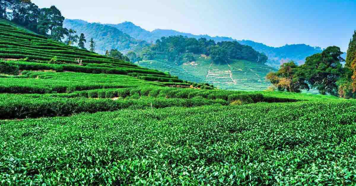 famous Chinese tea
