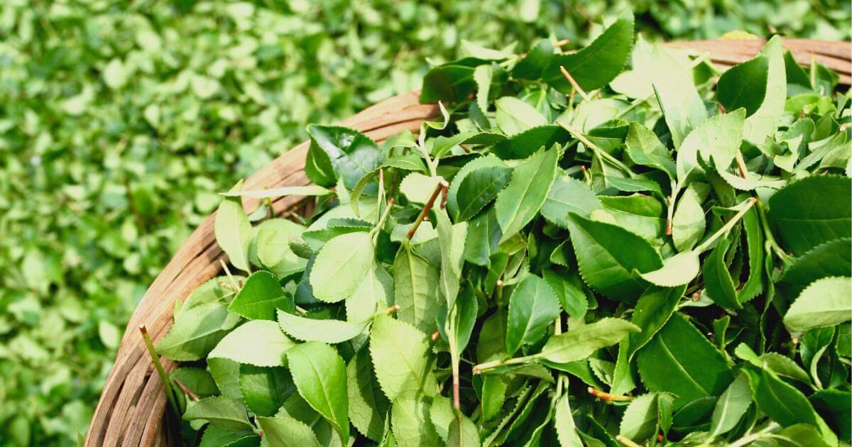 白毫烏龍White-tip Oolong