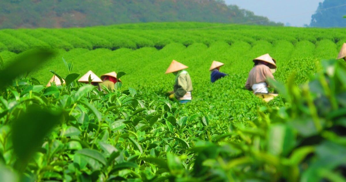 碧螺春茶