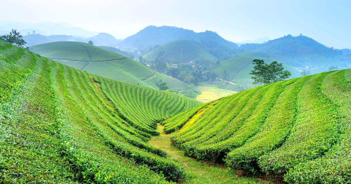 世界上最貴的茶葉排名