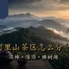 阿里山茶区比较石棹隙顶与樟树湖选茶指南