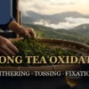 oolong tea oxidation from withering and tossing to fixation