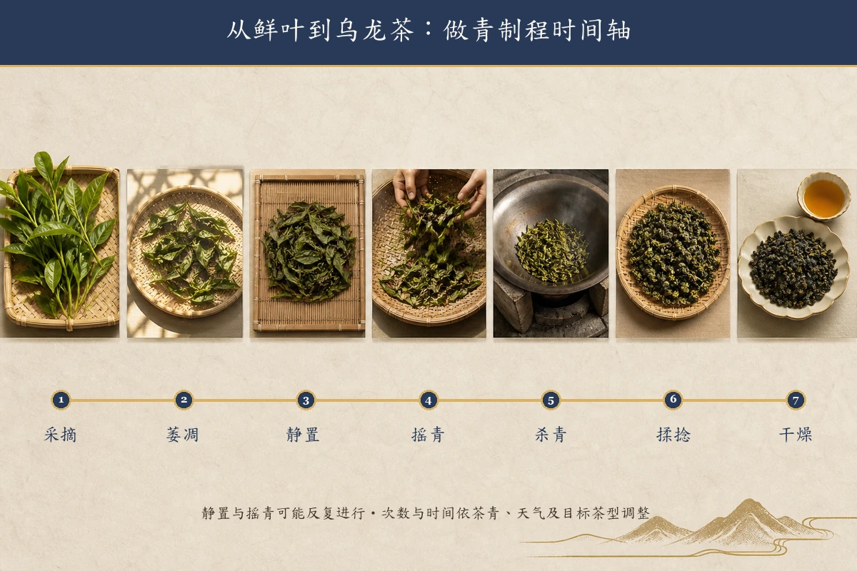 乌龙茶发酵从萎凋摇青到杀青的制程时间轴