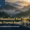Misty Shanlinxi tea landscape and warm tea setting