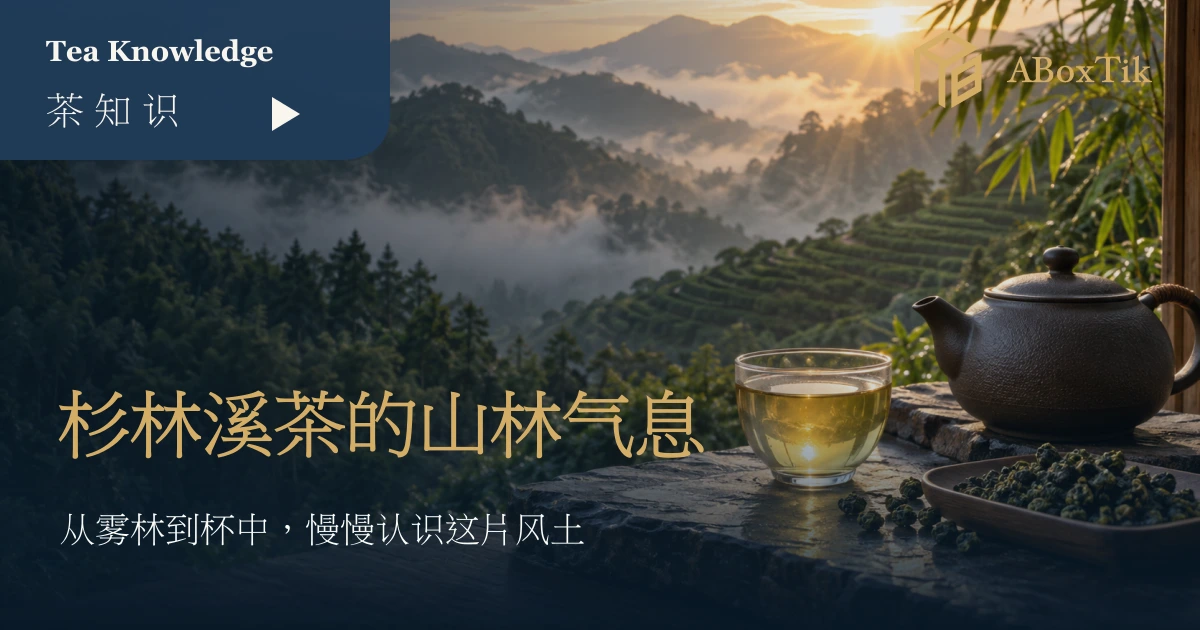 杉林溪雾林茶景与温暖茶席上的杉林溪茶特点标题