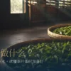 竹笳笠上平铺茶菁的日光萎凋情境与茶叶萎凋标题