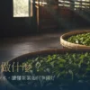 竹笳笠上平鋪茶菁的日光萎凋情境與茶葉萎凋標題
