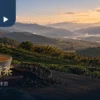 花東蜜香茶：縱谷茶園前的蜜香茶湯與茶葉