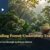 A ceramic tea setting at the edge of a softly lit forest