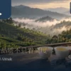 高山茶品质文章情境示意：白瓷杯茶汤、干茶与远景云雾茶山