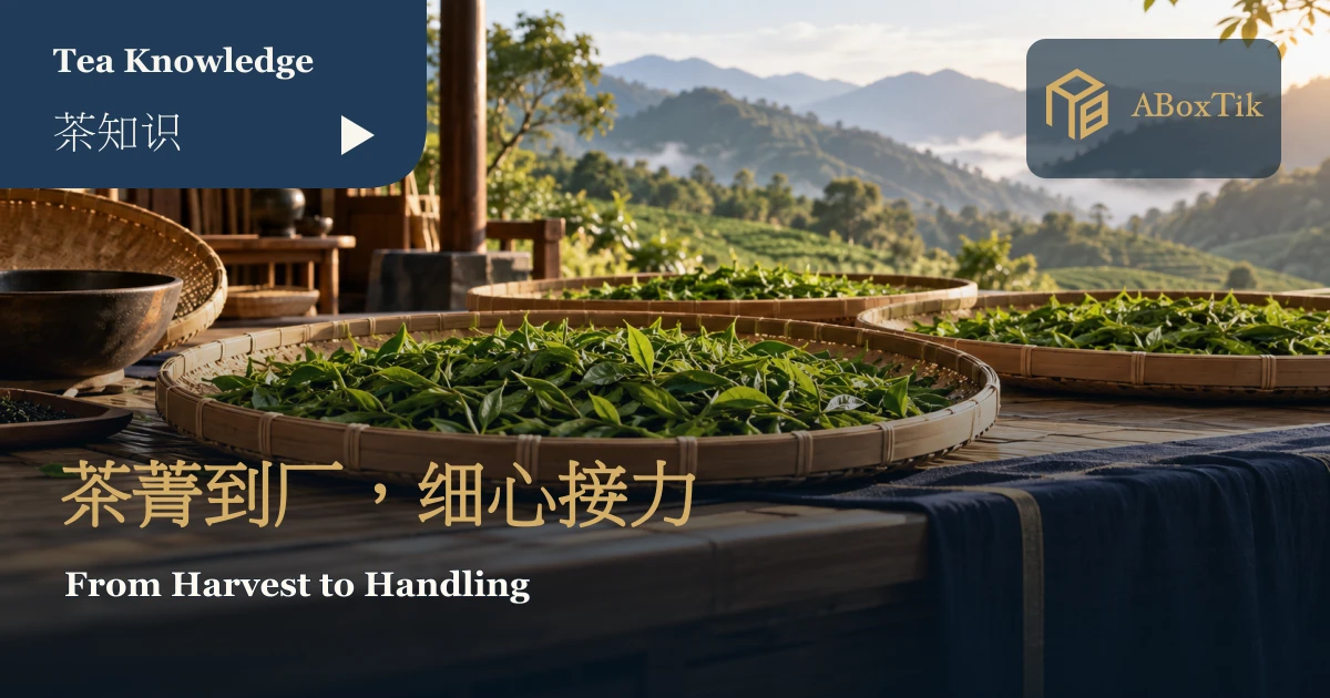 通风茶坊中浅竹盘摊放鲜茶叶的情境