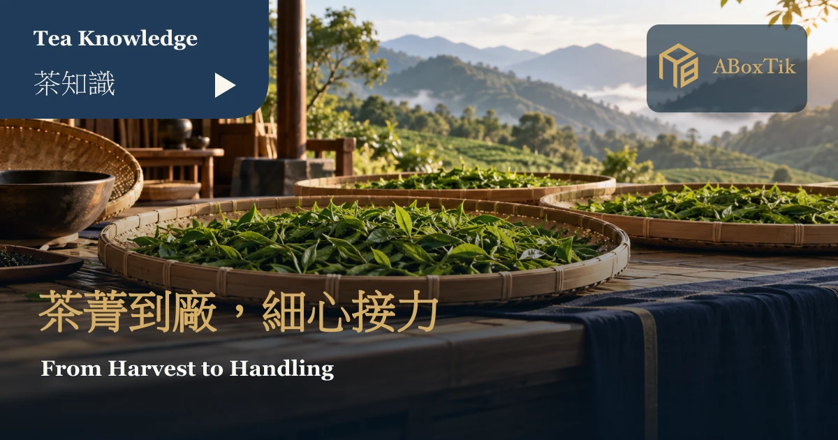 通風茶坊中淺竹盤攤放鮮茶葉的情境