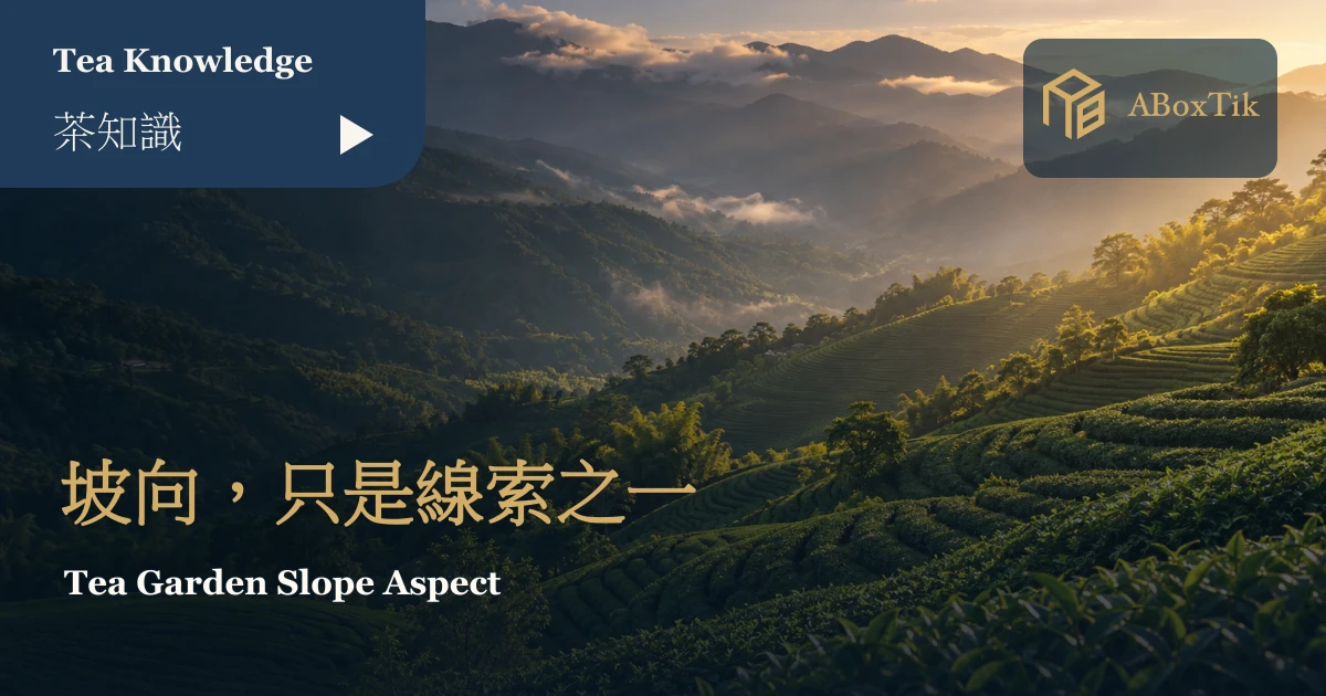 同一片山地景觀中的向陽與背陰茶園