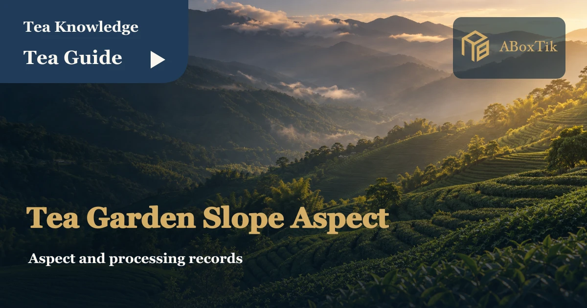 Sunny or Shaded Tea Gardens: What to Compare - ABoxTik 一盒精品 1 Sunlit and shaded tea slopes within one mountain landscape