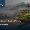 Uniform fresh tea leaves, a tea cup and tea-making equipment in a Taiwanese tea-production setting