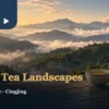 Illustration of Nantou high mountain tea regions with layered misty slopes, a ceramic teapot and one cup of oolong