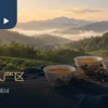 东方美人产区：三杯东方美人茶与山坡茶园