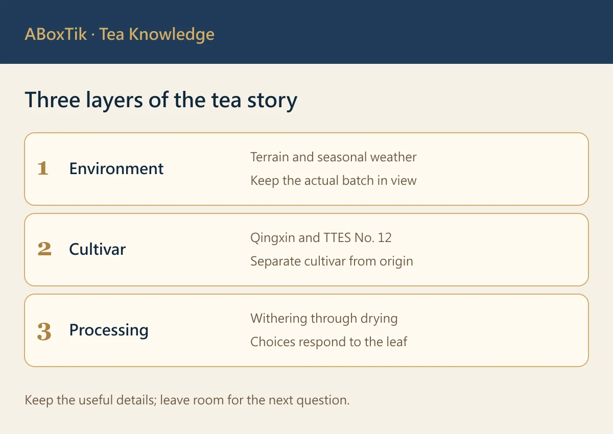 Pinglin Baozhong tea leaves and a warm valley tasting setting