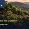 Ground vegetation between tea bushes with hills beyond