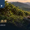 茶樹間的地表植物與遠方山坡