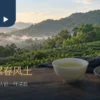 三峡碧螺春特色情境：绿茶叶、白瓷杯与北台湾丘陵茶景