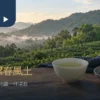 三峽碧螺春特色情境：綠茶葉、白瓷杯與北台灣丘陵茶景