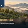Mountain tea rows in morning light behind a ceramic pot, tea cup and dry leaves