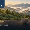 晨光中山坡茶園前的陶壺、茶湯與乾茶