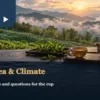 A teapot, tea cup and fresh tea branch on a wooden table overlooking a rain-fresh tea garden and misty hills