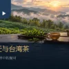 雨後茶园与雾气山丘前的木桌，摆着茶壶、茶杯与绿色茶枝