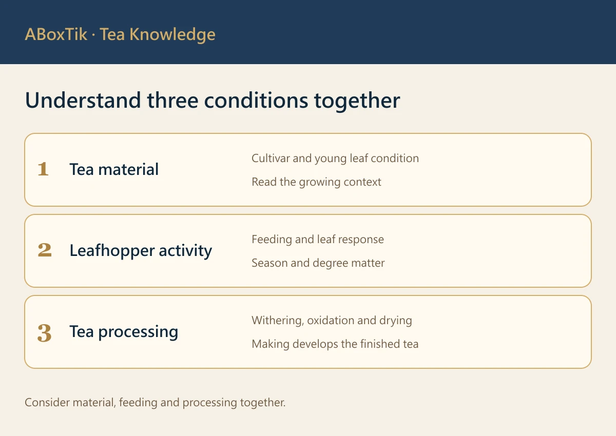 Leafhopper honey aroma tea diagram connecting fresh-leaf interaction, plant response and processing
