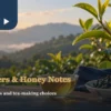 Leafhopper honey aroma tea concept with young leaves, a small green insect and a tea cup