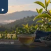 小绿叶蝉蜜香茶情境：嫩叶、小型绿色昆虫与茶杯