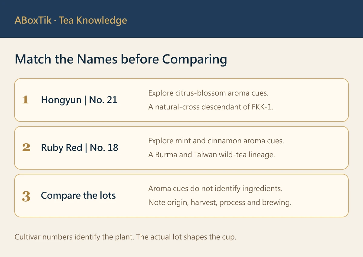 TTES No. 21 Hongyun vs Ruby Red: Two Taiwanese Black Tea Cultivars - ABoxTik 一盒精品 2 Hongyun vs Ruby Red checklist comparing TTES cultivar numbers and aroma entry points