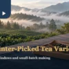 Misty tea garden with a small serving of dry tea, bamboo tray and cup on a wooden table