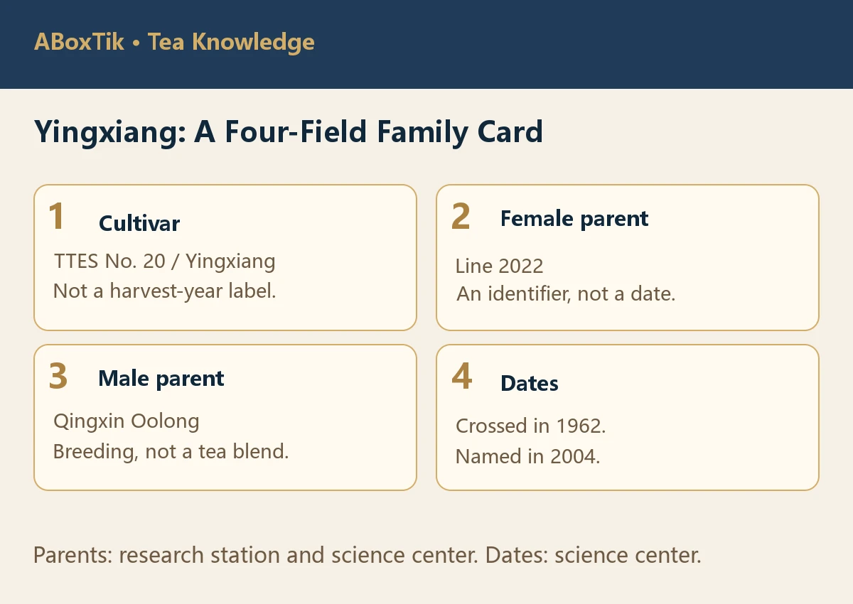 Four-field Yingxiang family card: TTES No. 20, female line 2022, Qingxin Oolong male parent and dates